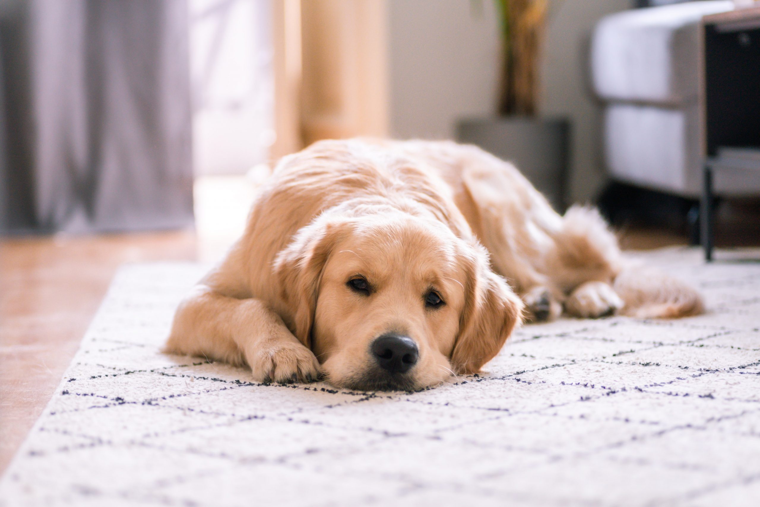 Pets allowed in rentals, condos in Toronto